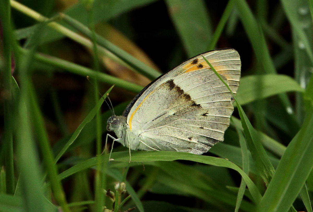 Colotis ione