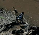 Graphium leonidas