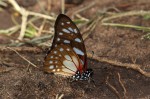 Graphium leonidas