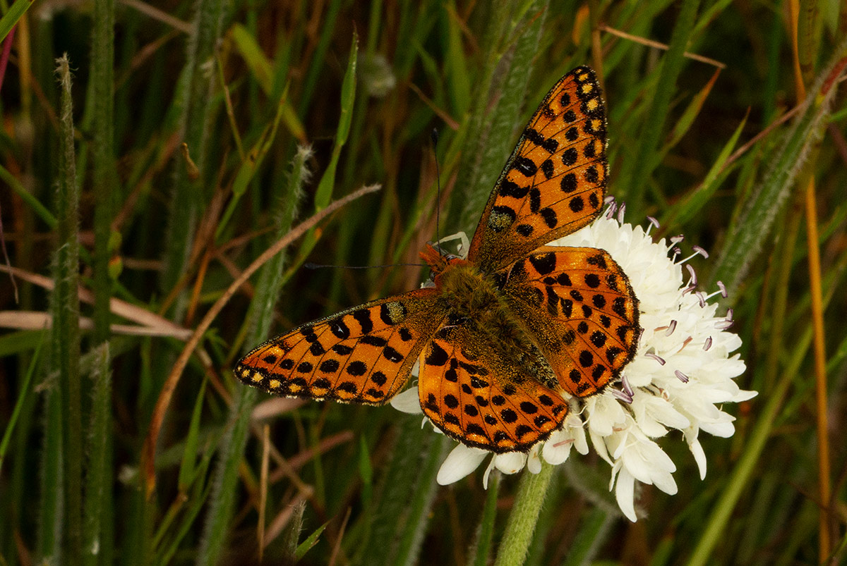 Issoria smaragdifera