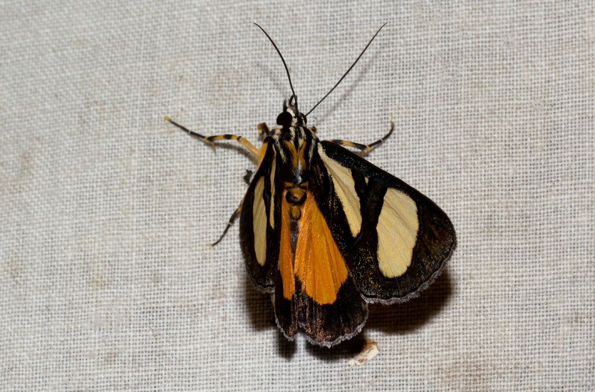 Agoma trimenii