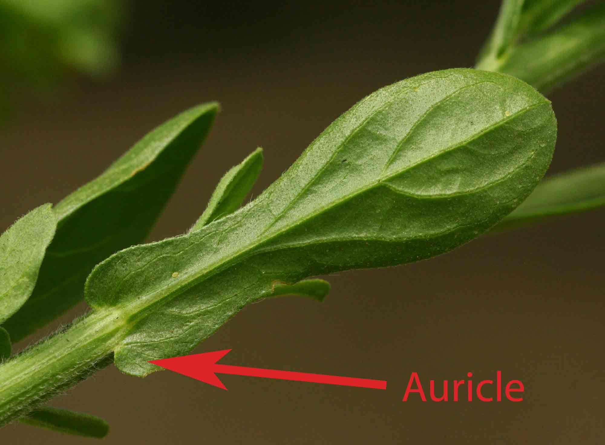 An auricle on Nidorella auriculata.