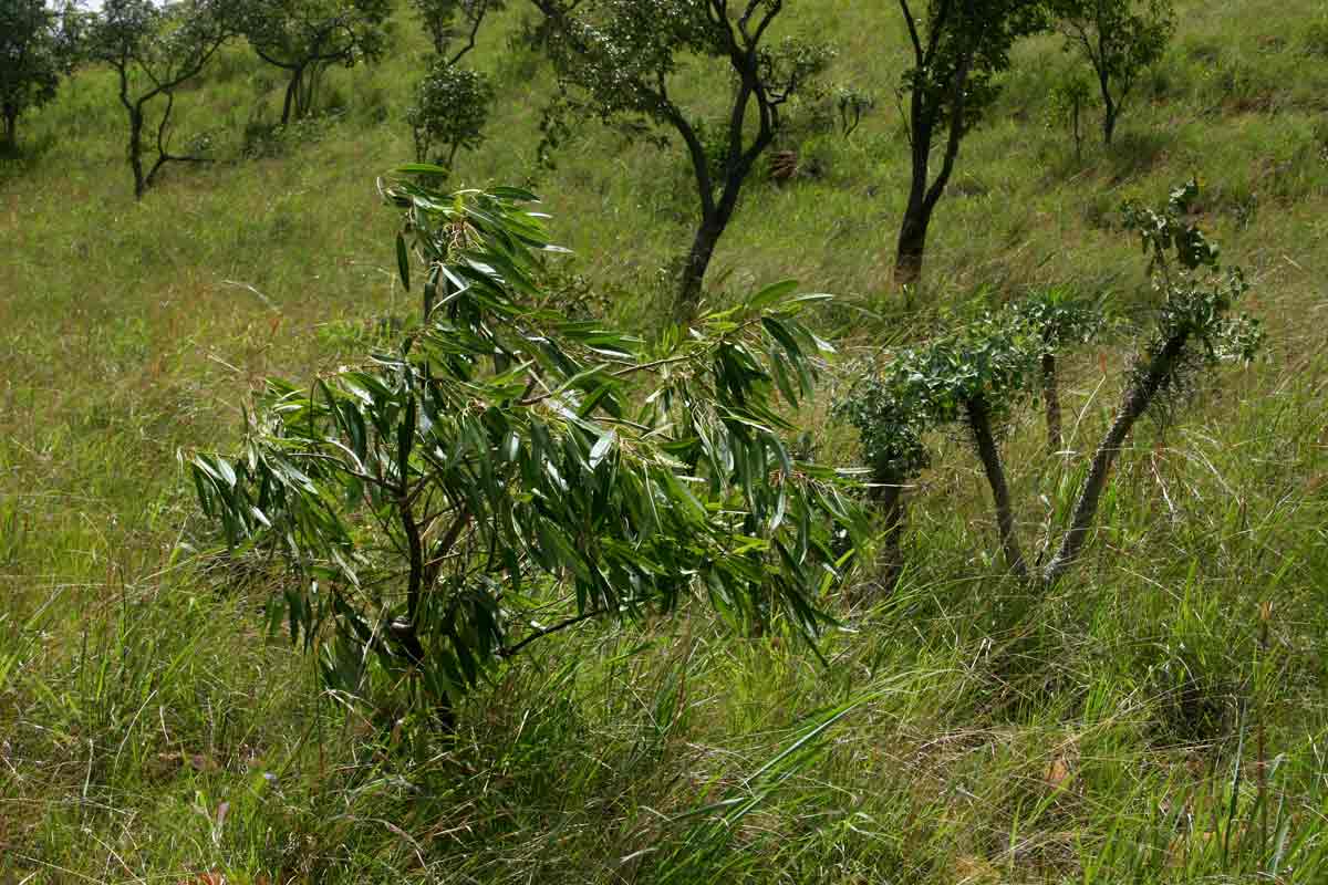 Two endemic species of the Gt Dyke: Ozoroa longipetiolata (left) and Euphorbia wildii (right).